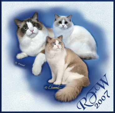RFW 2007 Best Ragdoll Cat, Kitten and Alter