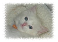 Cameodolls Ragdoll Kitten